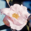 Elizabeth Johnstone